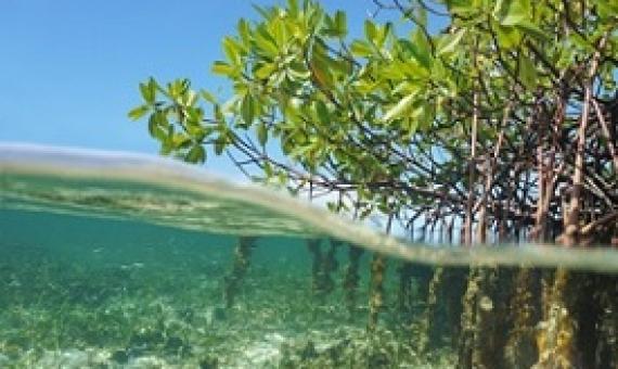 Mangroves (above) and coral reefs (below) provide valuable protection for coastlines around the globe. (Getty Images)
