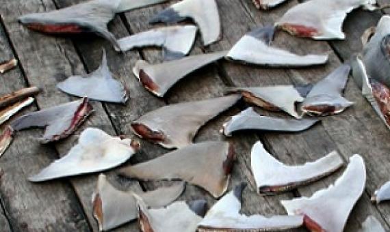 Dried shark fins are displayed on a dock in Semporna, Malaysia in November 2007. Source - https://www.iisd.org/