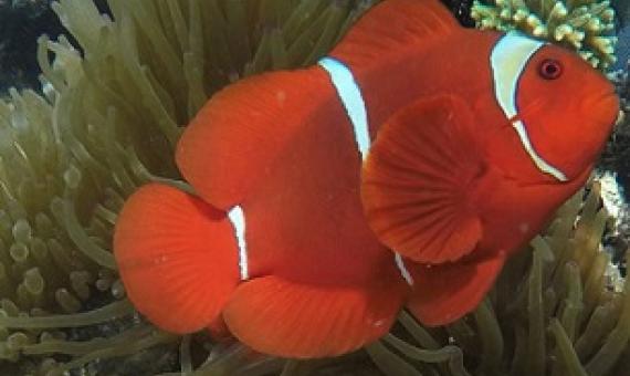 ClownFish on reef. Source - Mongabay.com