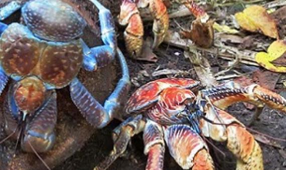 Coconut crabs prefer to live in rocky shores and rainforests close to the coast. Image by David Stanley via Flickr (CC BY 2.0).