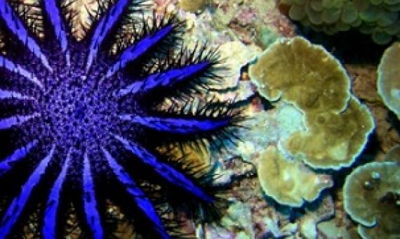 Like other organisms, the crown-of-thorns starfish passes its DNA into the surrounding environment. Credit - PantherMediaSeller/Depositphotos