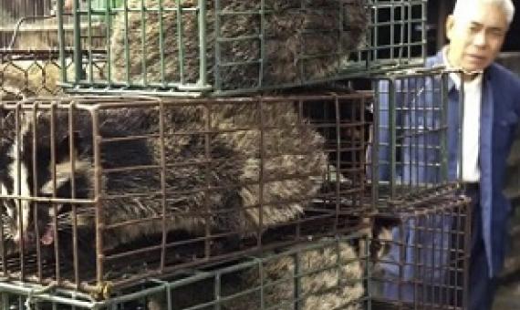 Caged civet cats in a wildlife market in Guangzhou, China. Photograph: Liu Dawei/AP
