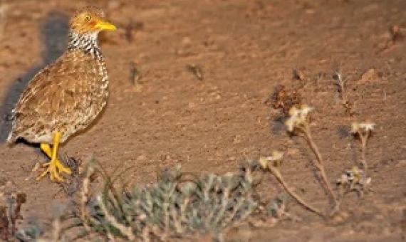 The critically endangered plains wanderer, the world’s most unique bird, once lived in these grasslands. Shutterstock