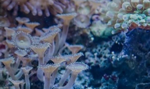 coral reef. Credit - Pixabay