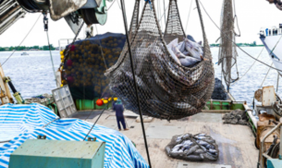Report indicates Pacific tuna fisheries weathering COVID-19 well. source - https://www.seafoodsource.com/