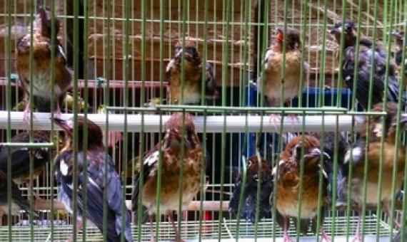 Caged birds in Jakarta’s bird market. Photo by David Wilcove.