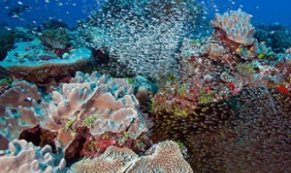 Coral Reefs in the Chagos Archipelago had more fish per square meter than reefs in any country surveyed on the Global Reef Expedition--the largest coral reef survey and mapping expedition in history. Credit: © Khaled bin Sultan Living Oceans Foundation/Ken Marks