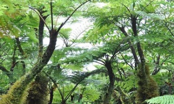 Cloud forest vegetation, Rarotonga, Cook Islands. Credit - SPREP