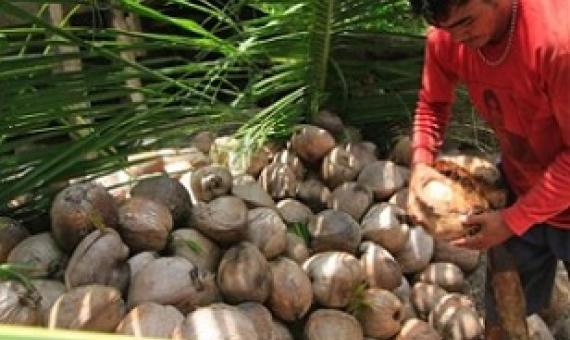 Coconut farmer. Image by Suhandri Lariwu / Pexels.