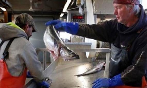This March photo shows a small load of pollack being sorted as it comes off a boat at the Portland Fish Exchange in Portland, Maine.  File photo | Associated Press