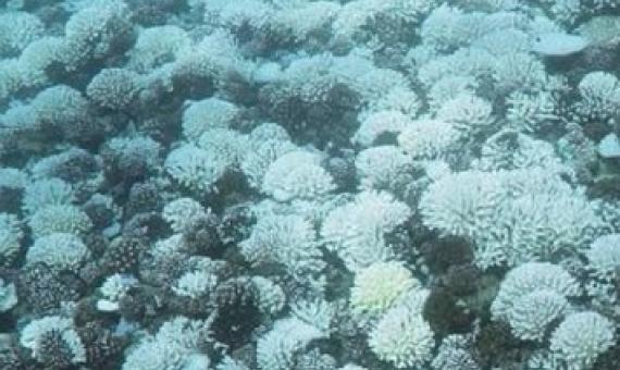 Coral bleaching in Moorea Photo: Andrew Thurber