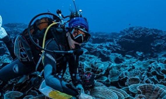 A researcher takes a small sample from the newly discovered coral reef. Credit - Alexis Rosenfeld