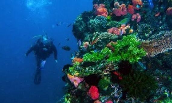 A coral reef in the Komodo National Park, Indonesia. Photograph: Auscape/Universal Images Group via Getty Images