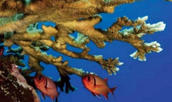 NMFS extends comment period for setting critical habitat for Pacific corals. Credit - https://www.pacificislandtimes.com/