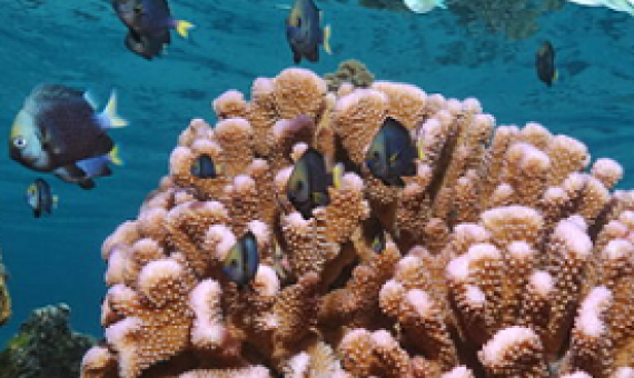 ocean acidification greatly affects coral reefs