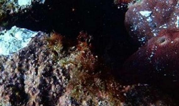 Researchers find that most coralline algae are negatively affected by ocean acidification, but some species may be more resilient than others. Credit: University of Tsukuba