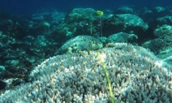 New partnership to help manage coral reefs. credit -  Coral Check France