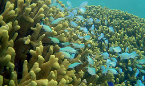 corals in Guam. photo credit - NOAA photo Library