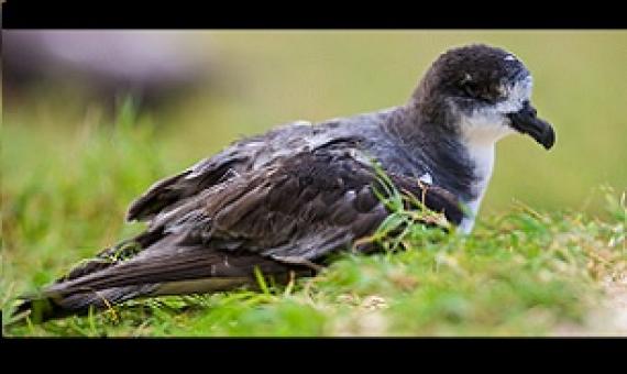 In December 2020, a cultural working group in Hawai‘i birthed a new name for the Bonin petrel, nunulu; in Hawaiian, the word means growling, warbling, or reverberating. Photo by Rebecca Jackrel/Alamy Stock Photo