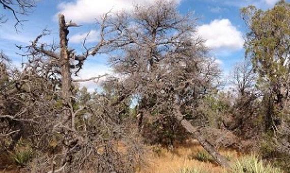 Lack of replacement by woody vegetation after drought-related mortality in Pinus edulis forests, New Mexico, USA. Credit: Francisco Lloret