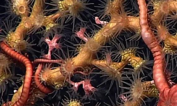  Deep sea corals provide habitat to a variety of organisms that could be destroyed by deep sea mining. Photograph: NOAA