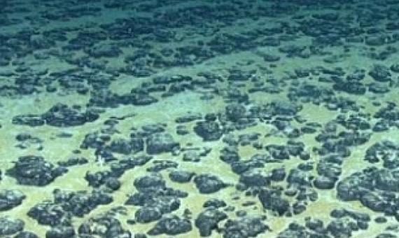 Manganese nodules on the Atlantic Ocean floor off the southeastern United States, discovered in 2019 during the Deep Sea Ventures pilot test. Credit: National Oceanographic and Atmospheric Administration