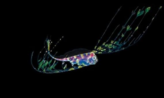 A deep sea ribbonfish larva in the Pacific Ocean. Much remains unknown about life in the depths. The African Group told the ISA: “Effective governance requires sound scientific knowledge that is not yet available.” (Image: Alamy)