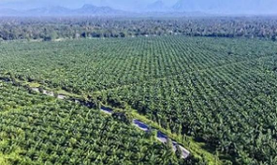 Palm oil plantations in Indonesia. Credit -  Putu Artana/Alamy