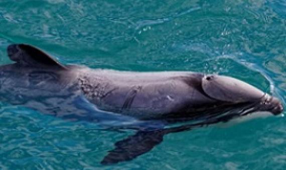 An endangered Hector's Dolphin. Photo: Gary Webber/ 123rf