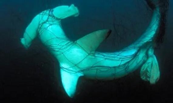 Sharks, whales and turtles often get caught in drift nets. Photograph: Mark Conlin/Universal Images Group