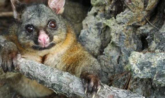  The brushtail possum is a reviled feral pest in New Zealand’s North Island Photograph: Animal Health Board Inc/AFP/Getty Images