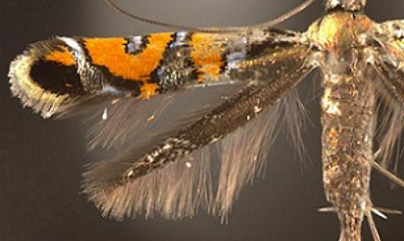 Micromoths are often poorly studied due to their small size, but they can play key roles in their ecosystems. Credit - Chris Johns/Florida Museum of Natural History 