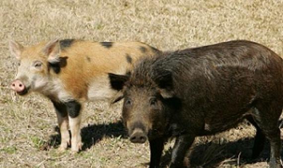 Feral pigs. Credit - Hillebrand Steve, U.S. Fish and Wildlife Service 