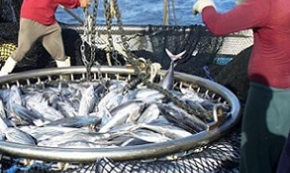 A catch of tuna is hauled in. Photo: Pacific Community (SPC)