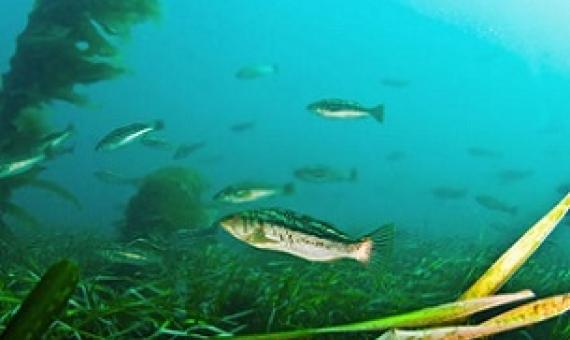 Kelp bass swim through eelgrass habitat in the Pacific Ocean Adam Obaza/NOAA Fisheries West Coast
