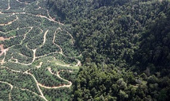 Oil palm plantation in Malaysia. Credit - Rhett A. Butler/Mongabay.