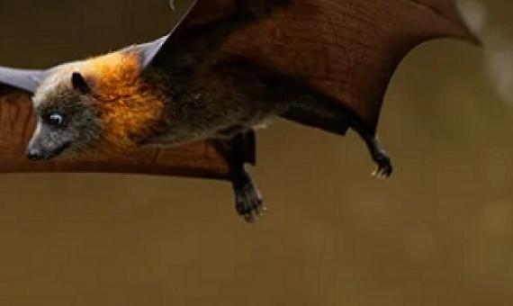 A fruit bat. Credit - Shutterstock