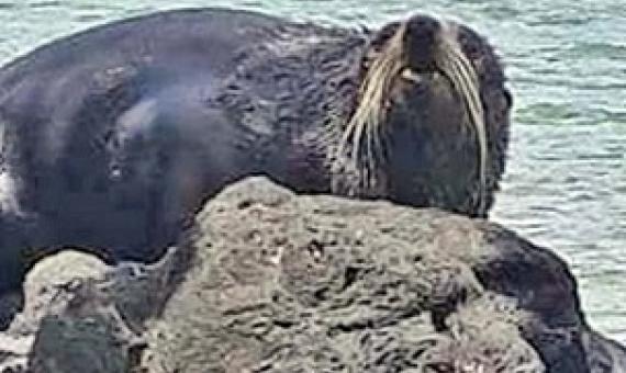 A mystery seal found on the rocks at Rukua Village in Beqa, Fiji. Photo - Fiji Ministry of Fisheries