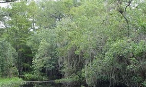 Swamp habitat in Big Cypress State Park in Florida. Credit: John Wiens