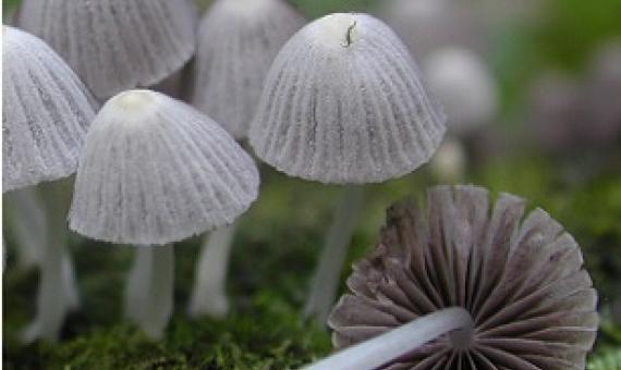 UC Berkeley researchers carried out the first major survey of macrofungi on the Polynesian island of Mo'orea, yielding more than 500 different specimens. These fairy inkcap mushrooms were found growing on decomposing wood. Credit: Todd Osmundson