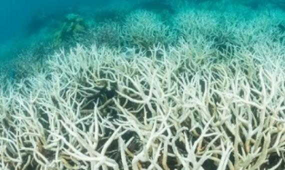 Coral bleaching on the Great Barrier Reef in Australia. Sea temperatures over the reef were the highest on record this February. There are fears the world’s tropical coral reefs may have reached a tipping point of bleaching nearly every year. Photograph: Nature Picture Library/Alamy Stock Photo