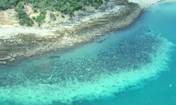 For the first time, severe bleaching has struck all three regions of the Great Barrier Reef. ARC Centre of Excellence for Coral Reef Studies