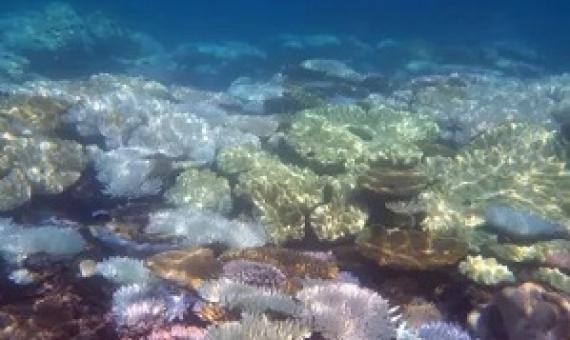  In-water and aerial observations by the Great Barrier Reef authority have confirmed a third mass coral bleaching event has occurred with previously unaffected areas in the south suffering damage. Photograph: Suzanne Long/Alamy Stock Photo