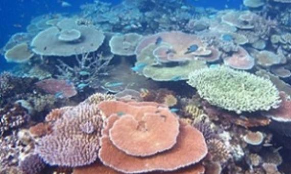 Great barrier reef, Australia. Credit - Australian Institute of Marine Science (AIMS)