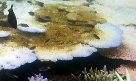 Conservationists say Australia must show Unesco it is dealing with Great Barrier Reef threats. Photograph: Bette Willis/ARC Centre of Excellence for Coral Reef Studies