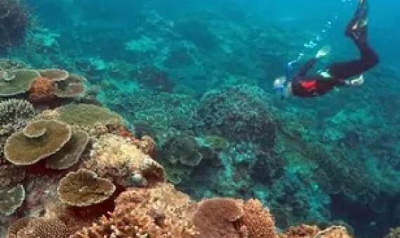 Australia’s environment minister Sussan Ley says the country is seeking a ‘proper reactive monitoring mission’ before the question of the Great Barrier Reef’s ‘in danger’ recommendation can be answered. Photograph: David Gray/Reuters