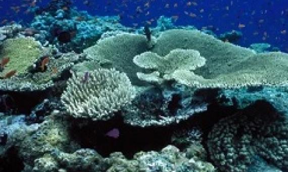 A marine park authority report last year found the outlook for the Great Barrier Reef had deteriorated from poor to very poor and greenhouse gas emissions were the greatest threat to its health. Photograph: VWPics/Universal Images Group via Getty Images