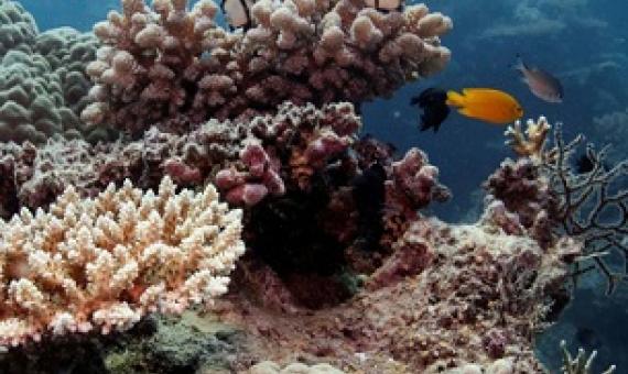 Conservationists and recreational fishers say Queensland’s rollout of major fisheries reforms, designed to tackle the issues along the Great Barrier Reef, has stalled. Photograph: Lucas Jackson/Reuters
