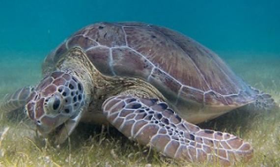 Green sea turtles help manage seagrass meadows. A new study shows the two-way relationship between healthy seagrass and marine mega herbivores, pointing toward the importance of conservation efforts for ecosystem stability. Image by P. Lindgren via Wikimedia Commons (CC BY-SA 3.0).