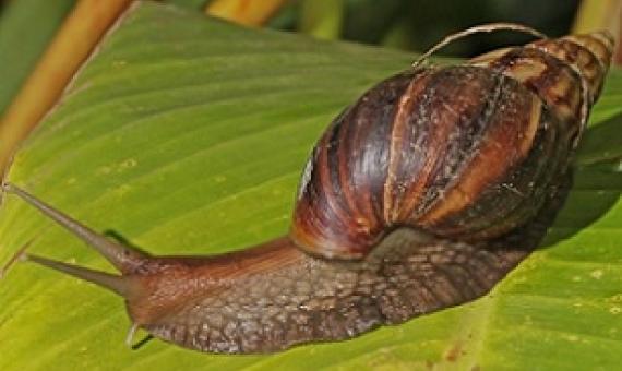 Giant African Snail. Credit - Wikimedia Commons/Charles J Sharp